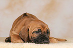 Rhodesian Ridgeback puppy