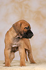 Rhodesian Ridgeback puppy