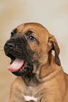 Rhodesian Ridgeback puppy portrait