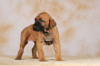 Rhodesian Ridgeback puppy