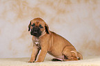 sitting Rhodesian Ridgeback puppy