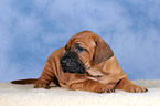 Rhodesian Ridgeback puppy