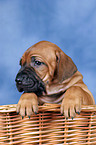 Rhodesian Ridgeback puppy in basket