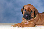 Rhodesian Ridgeback puppy