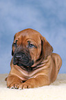 Rhodesian Ridgeback puppy