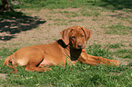 lying Rhodesian Ridgeback