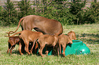 Rhodesian Ridgeback mother with puppies