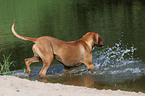 Rhodesian Ridgeback on the beach