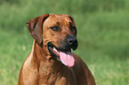 Rhodesian Ridgeback Portrait