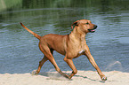 running Rhodesian Ridgeback