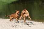 playing Rhodesian Ridgebacks