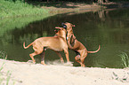 playing Rhodesian Ridgebacks