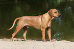 standing Rhodesian Ridgeback