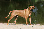 standing Rhodesian Ridgeback