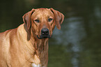 Rhodesian Ridgeback Portrait