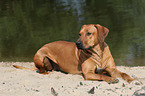 Rhodesian Ridgeback on the beach