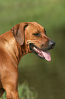 Rhodesian Ridgeback Portrait