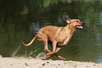 running Rhodesian Ridgeback