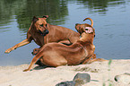 playing Rhodesian Ridgebacks