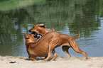 playing Rhodesian Ridgebacks