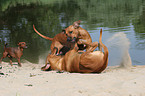 playing Rhodesian Ridgebacks