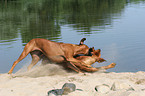 playing Rhodesian Ridgebacks