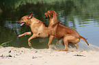 playing Rhodesian Ridgebacks