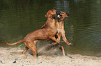 playing Rhodesian Ridgebacks