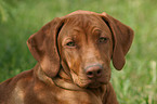 young Rhodesian Ridgeback