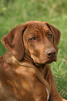 young Rhodesian Ridgeback