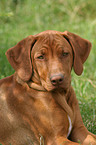 young Rhodesian Ridgeback