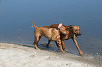 Rhodesian Ridgebacks on the beach