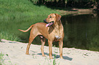 standing Rhodesian Ridgeback