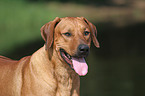 Rhodesian Ridgeback Portrait