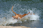 Rhodesian Ridgeback in the water