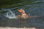 swimming Rhodesian Ridgeback