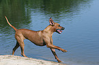 Rhodesian Ridgeback on the beach