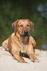 Rhodesian Ridgeback lies on the beach