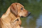 Rhodesian Ridgeback Portrait