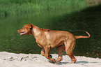 running Rhodesian Ridgeback