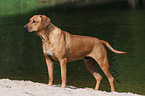 standing Rhodesian Ridgeback