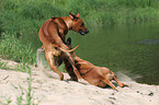 playing Rhodesian Ridgebacks