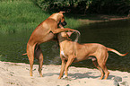 playing Rhodesian Ridgebacks