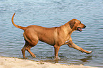 Rhodesian Ridgeback on the beach