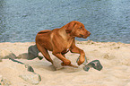 running Rhodesian Ridgeback