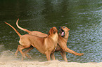 playing Rhodesian Ridgebacks