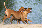 playing Rhodesian Ridgebacks