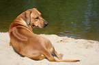 lying Rhodesian Ridgeback