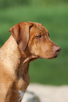 young Rhodesian Ridgeback