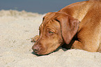 Rhodesian Ridgeback on the beach